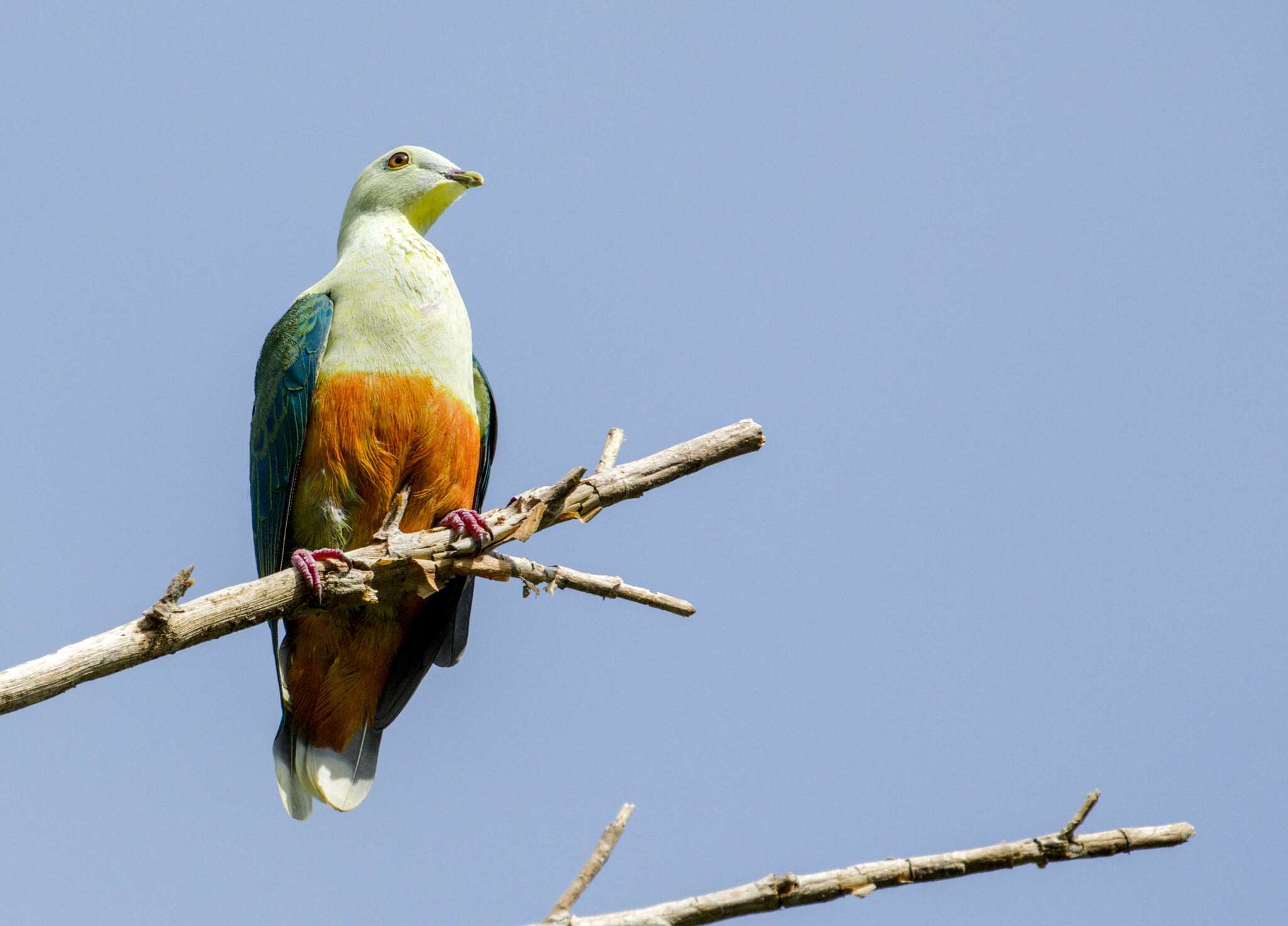Silver-capped Fruit Dove (Ptilinopus richardsii), photo 2