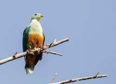 Silver-Capped Fruit-Dove photo 1