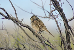 Zonotrichia atricapilla
