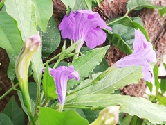Ruellia simplex
