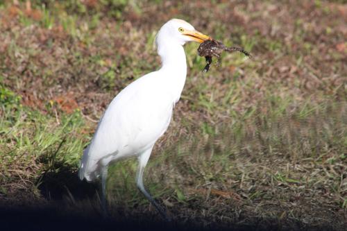 iNaturalist: (c) abbeyshi, some rights reserved (CC BY-NC) iNaturalist image