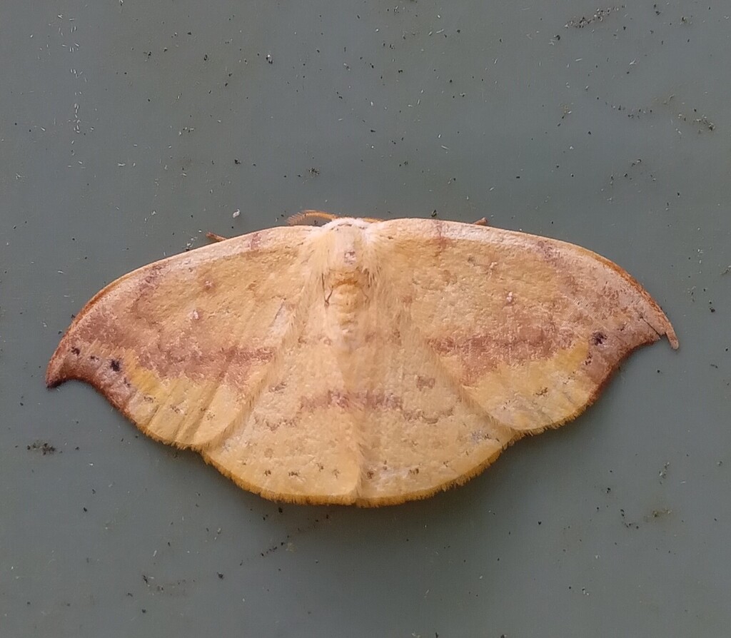 Tridrepana sera