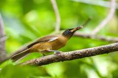 Rennell Shrikebill photo 2