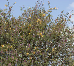 Delonix elata, photograph (c) avocat, some rights reserved (CC BY)