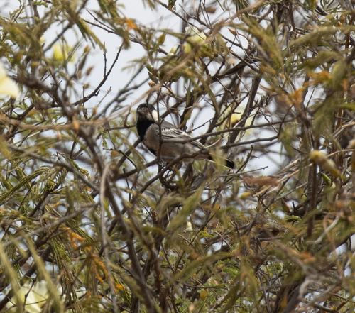 Acacia Tit (Melaniparus thruppi), photo 2