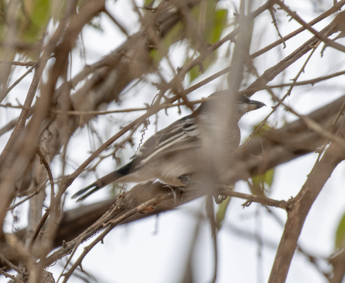 Pringle's Puffback (Dryoscopus pringlii), photo 3