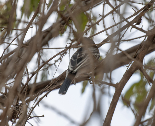 Pringle's Puffback (Dryoscopus pringlii), photo 4