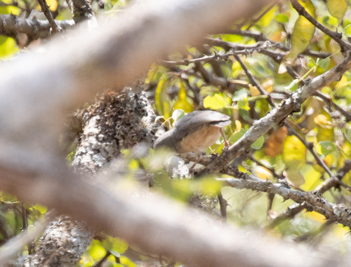Somali Crombec (Sylvietta isabellina), photo 2