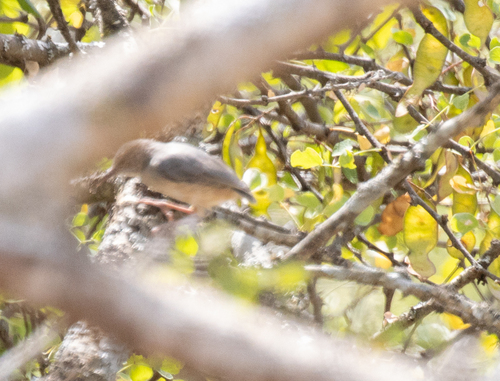 Somali Crombec (Sylvietta isabellina), photo 5