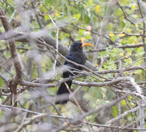 Abyssinian Scimitarbill (Rhinopomastus minor), photo 3