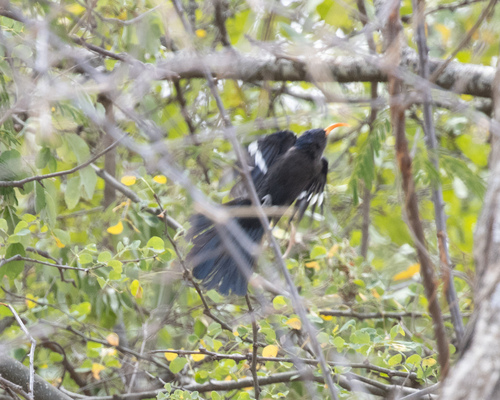 Abyssinian Scimitarbill (Rhinopomastus minor), photo 4