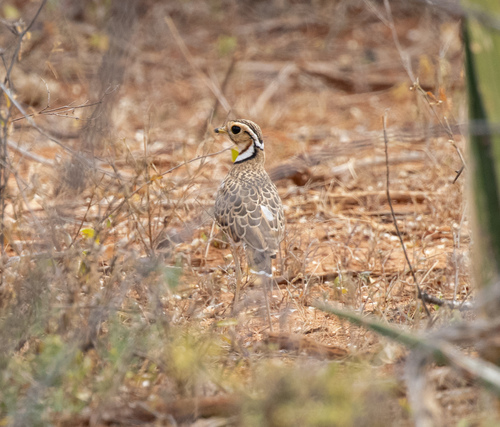 Three-banded Courser (Rhinoptilus cinctus), photo 5