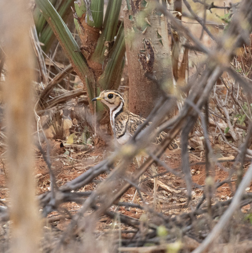 Three-banded Courser (Rhinoptilus cinctus), photo 6