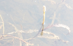 Potamogeton alpinus
