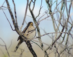 Zonotrichia atricapilla