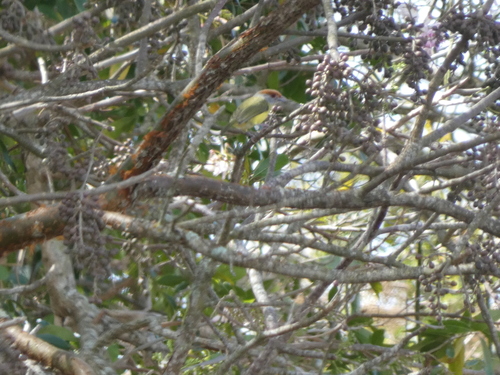 Rufous-browed Peppershrike (Cyclarhis gujanensis), photo 8