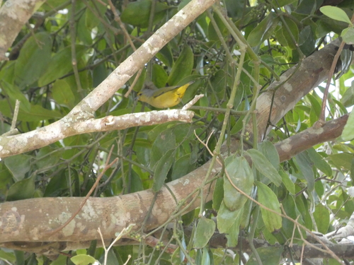 Scrub Euphonia (Euphonia affinis), photo 3