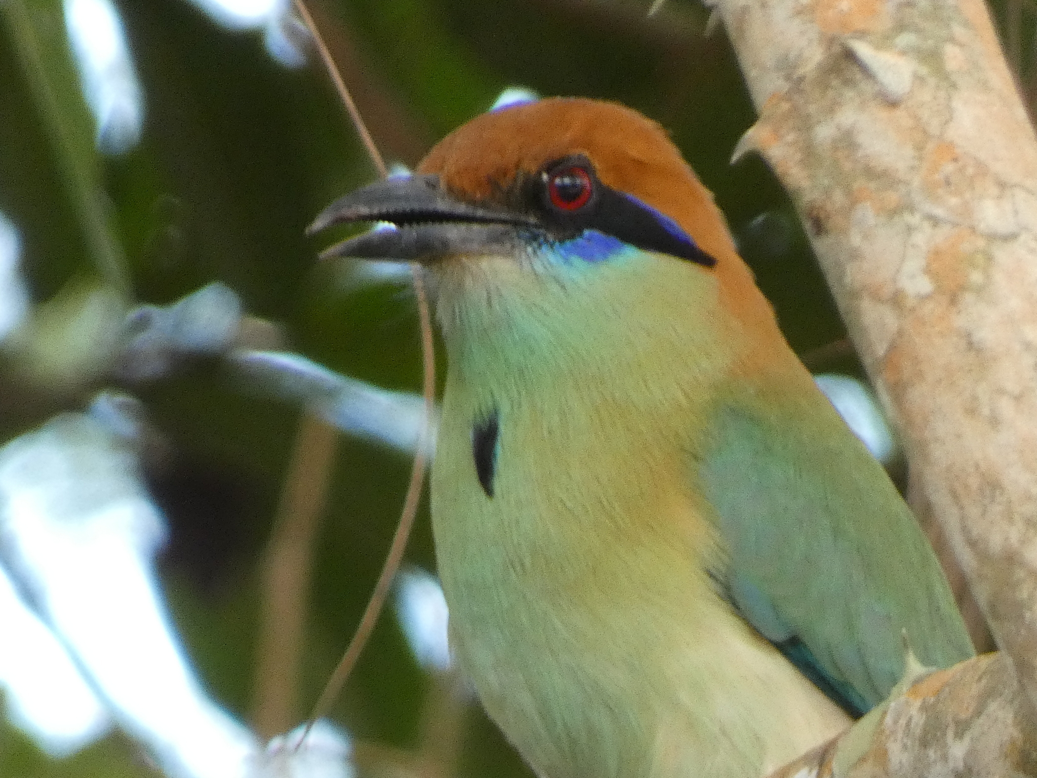 Russet-crowned Motmot (Momotus mexicanus), photo 6