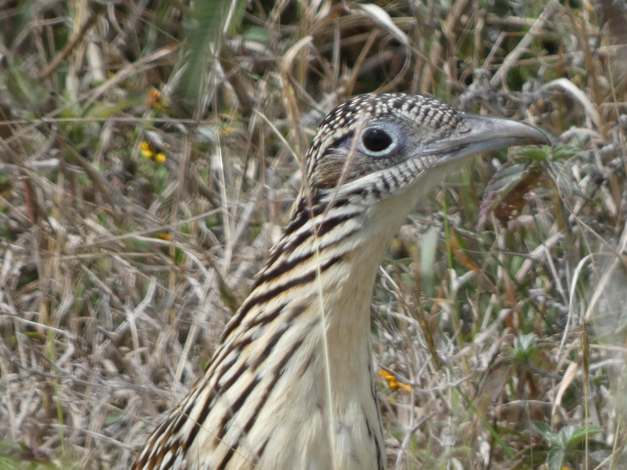 Lesser Roadrunner (Geococcyx velox), photo 2