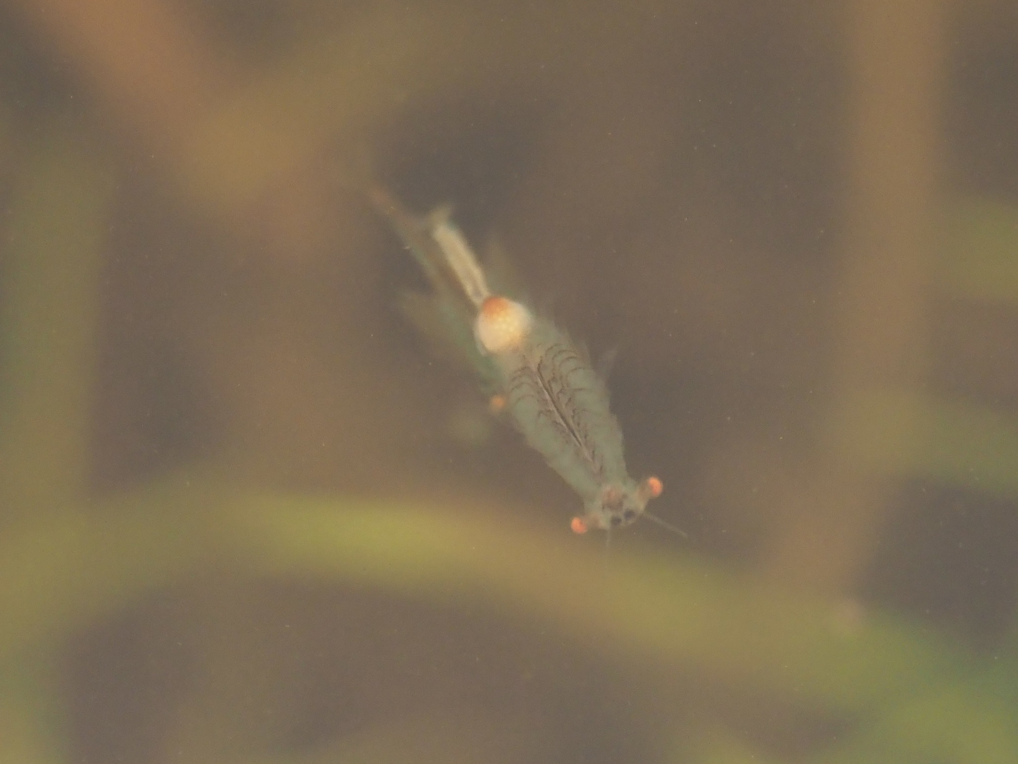 Linderiella santarosae Thiéry & Fugate, 1994