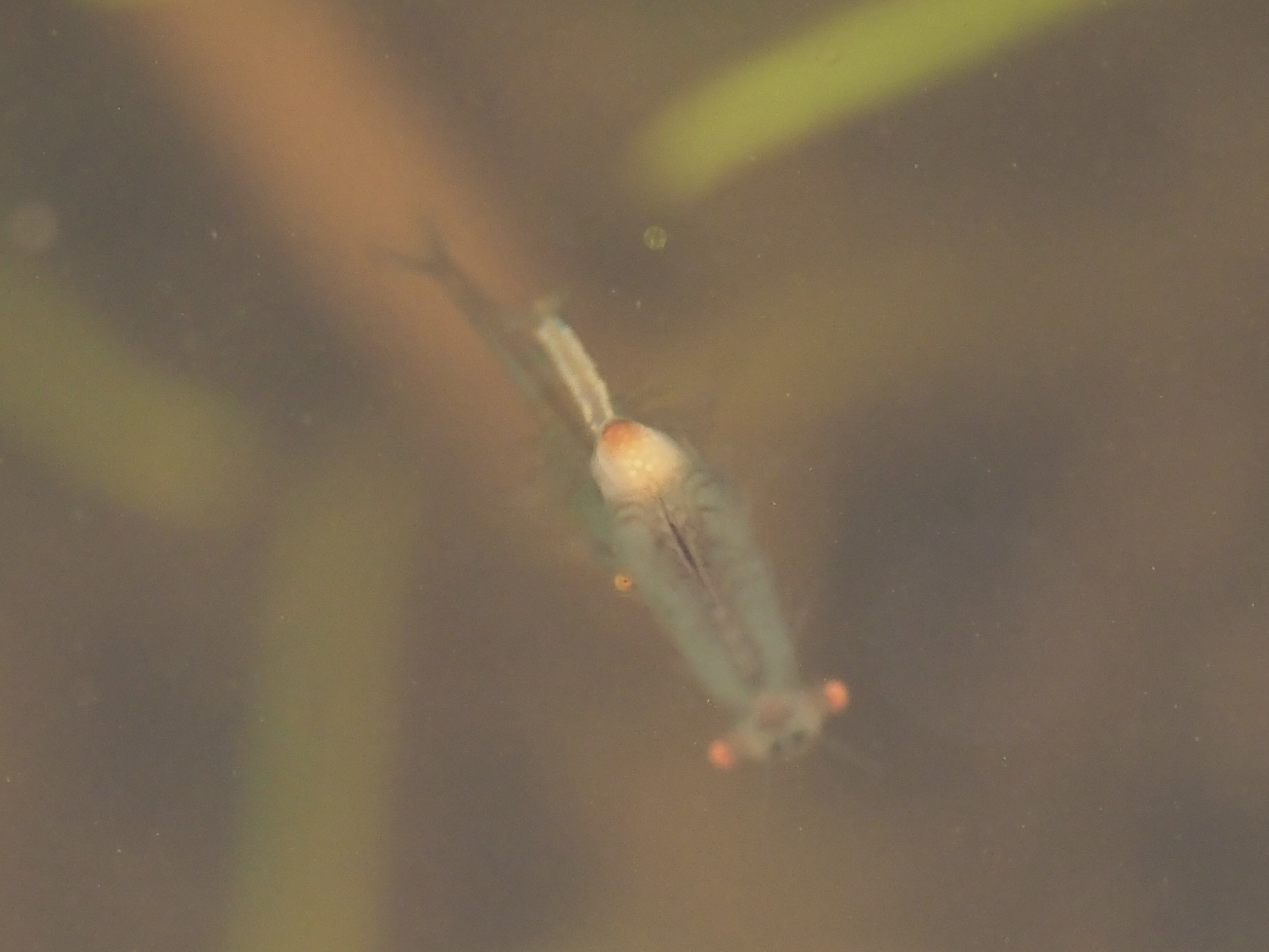 Linderiella santarosae Thiéry & Fugate, 1994