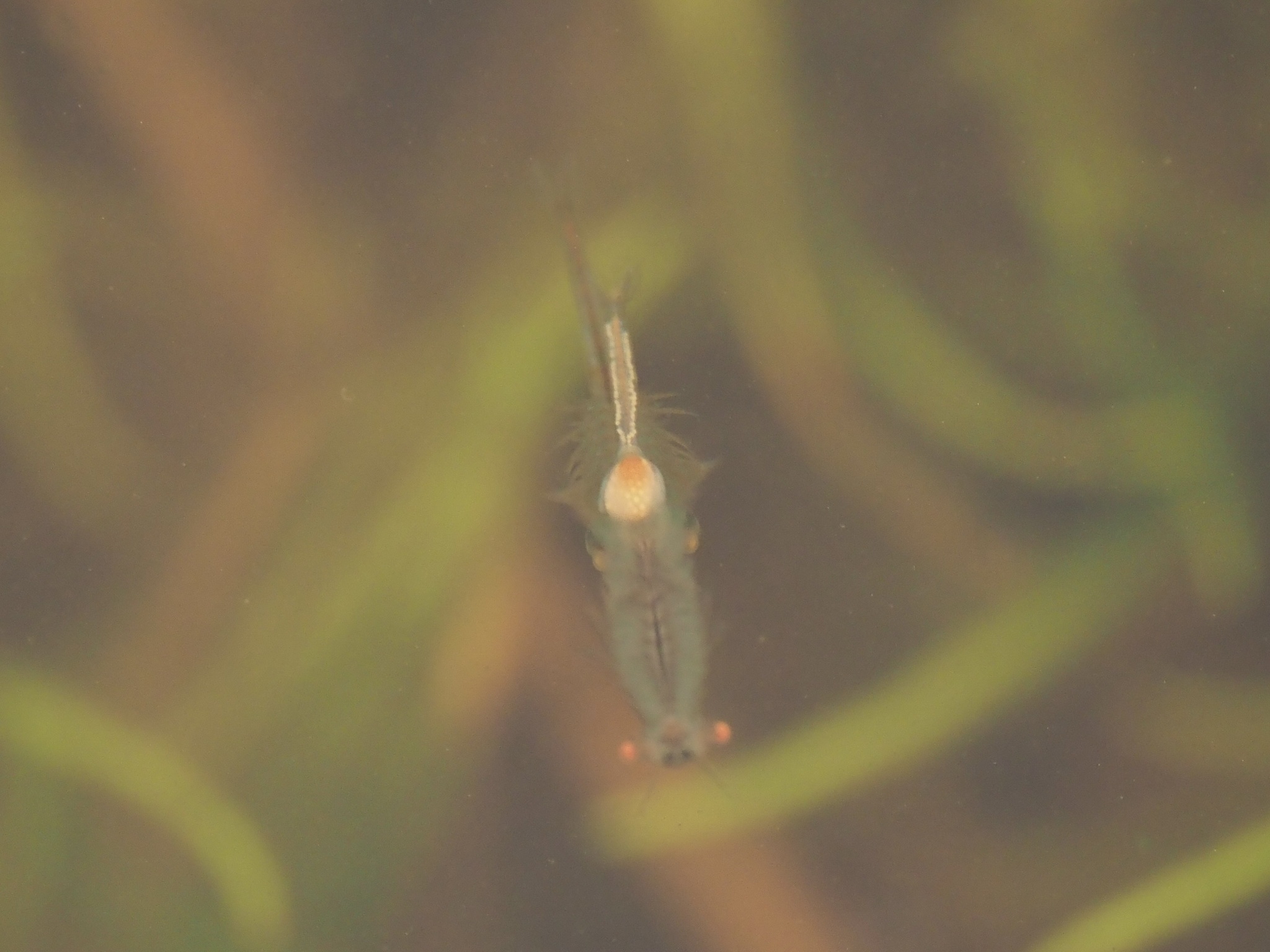 Linderiella santarosae Thiéry & Fugate, 1994