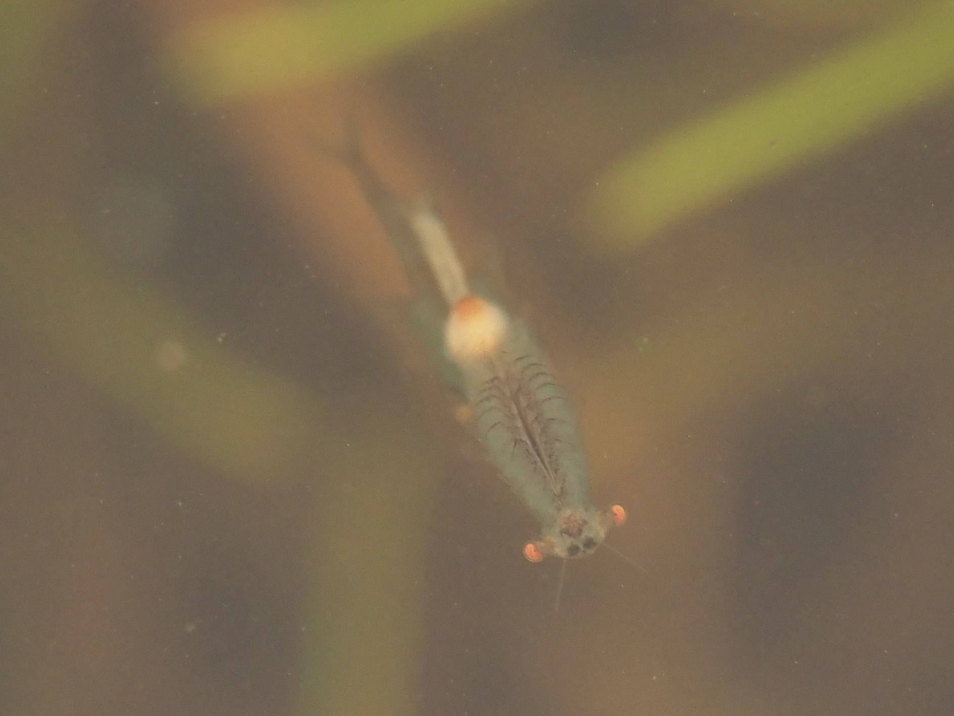 Linderiella santarosae Thiéry & Fugate, 1994
