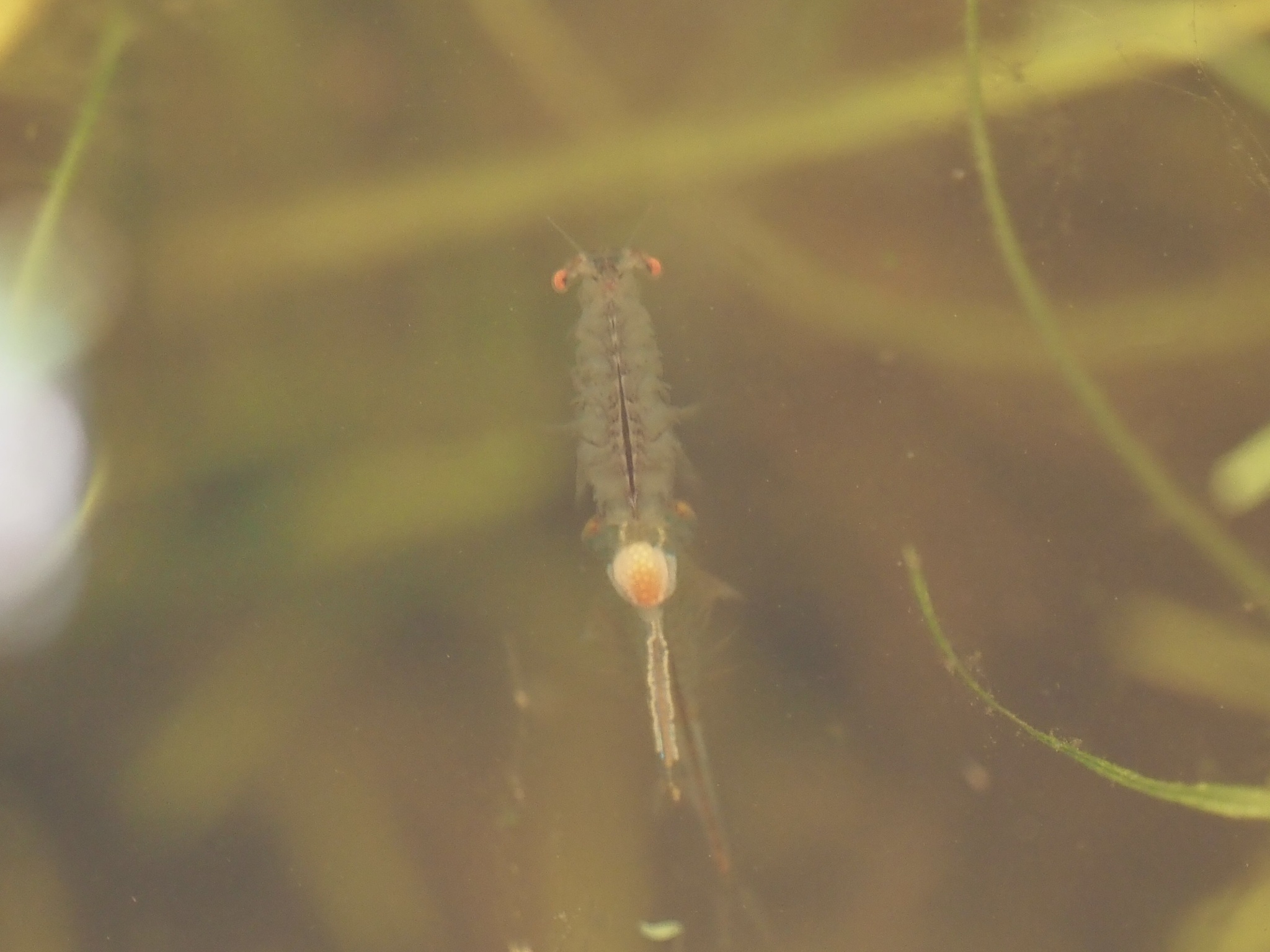 Linderiella santarosae Thiéry & Fugate, 1994