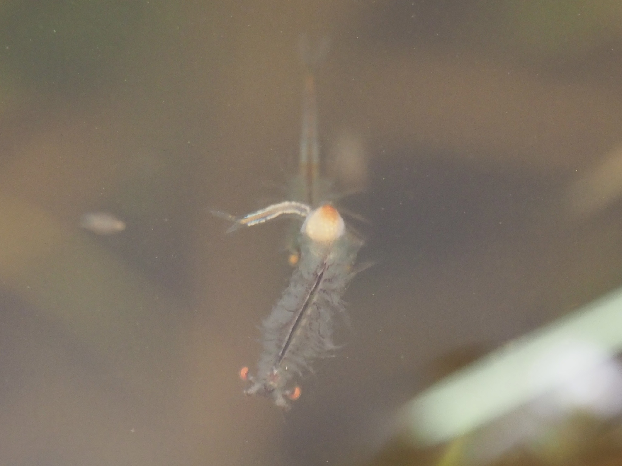 Linderiella santarosae Thiéry & Fugate, 1994