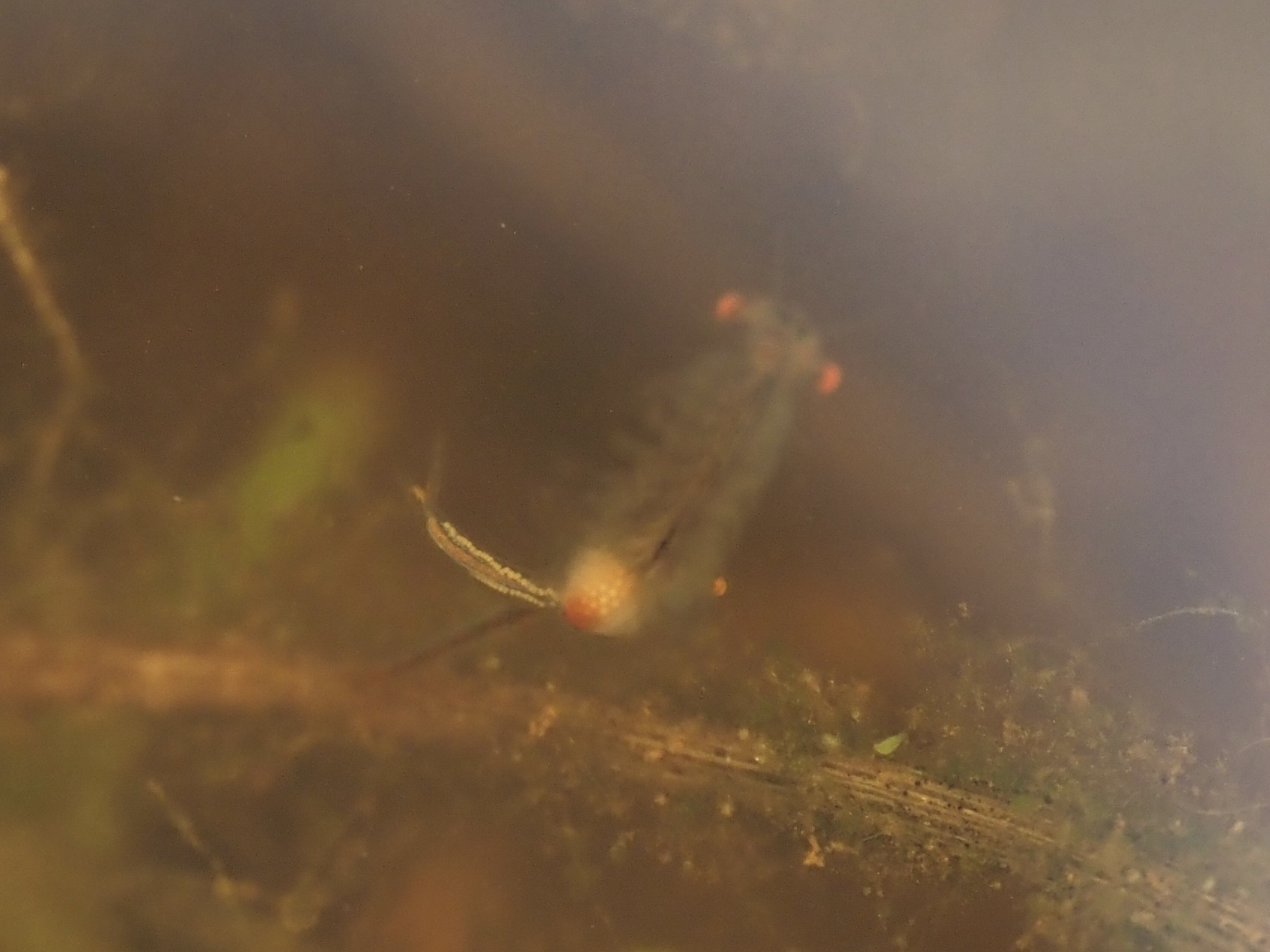 Linderiella santarosae Thiéry & Fugate, 1994