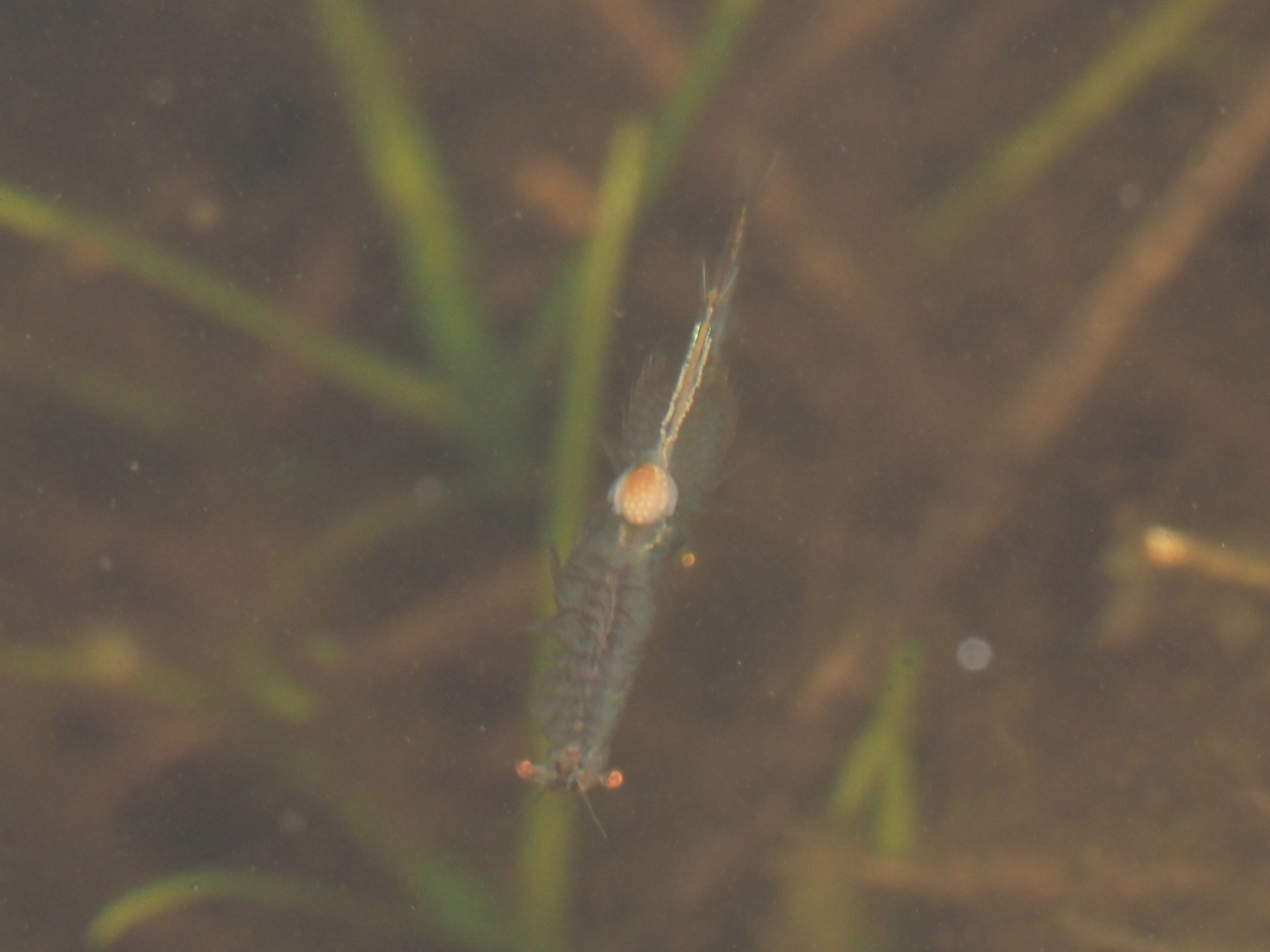 Linderiella santarosae Thiéry & Fugate, 1994