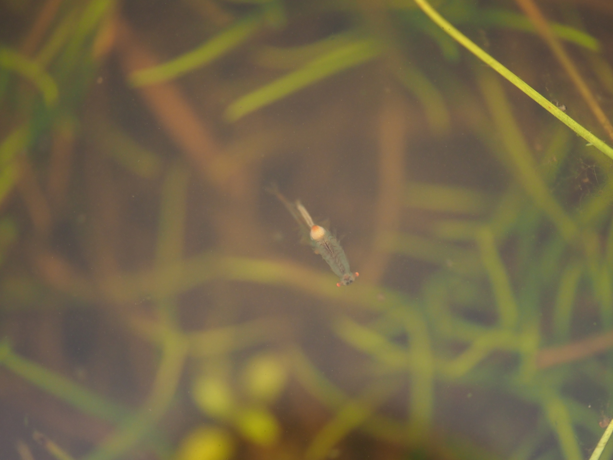 Linderiella santarosae Thiéry & Fugate, 1994