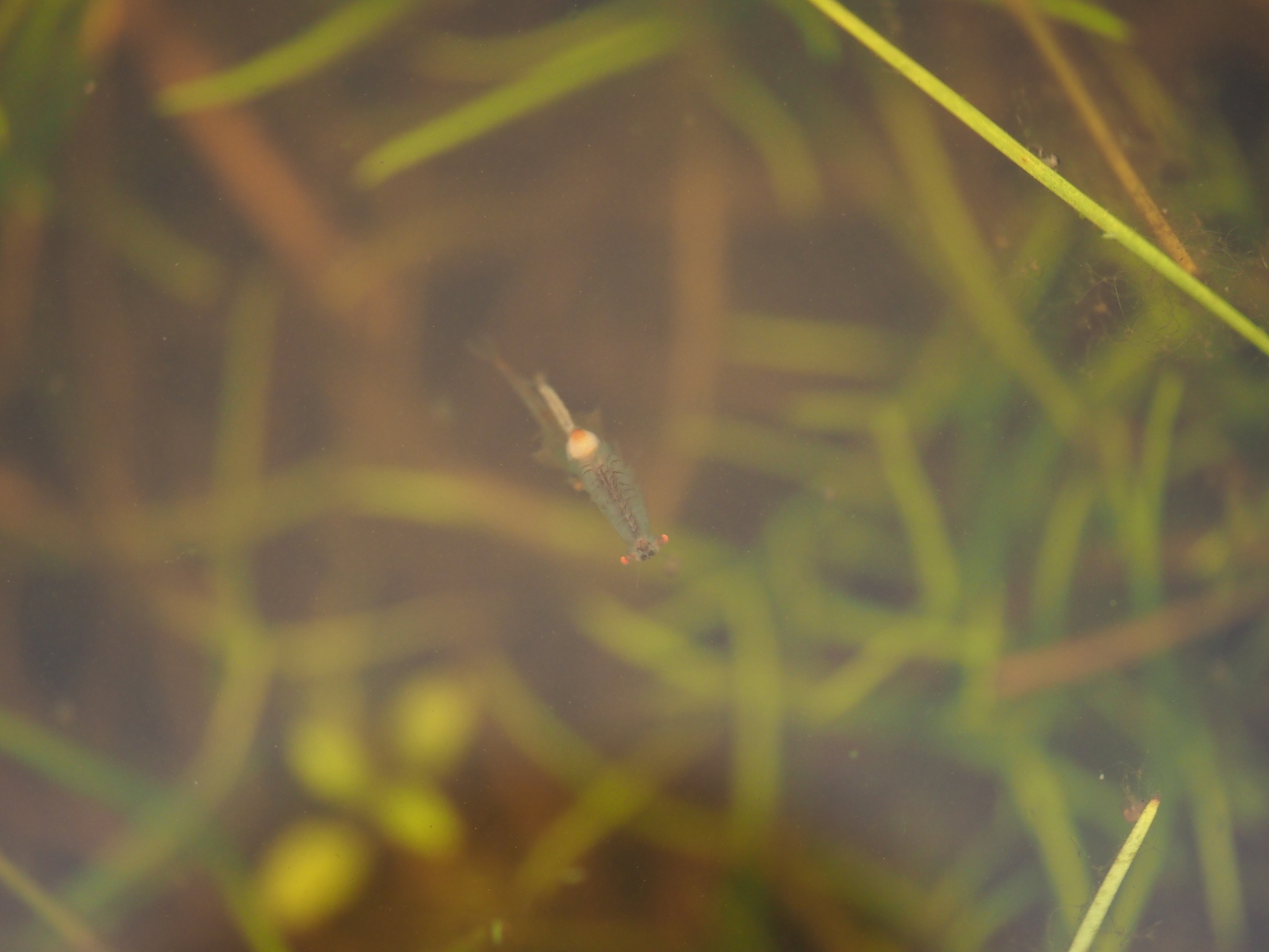 Linderiella santarosae Thiéry & Fugate, 1994