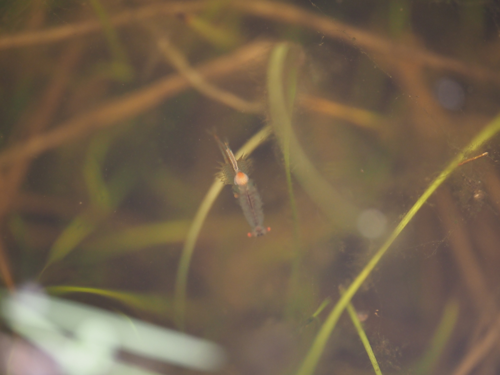 Linderiella santarosae Thiéry & Fugate, 1994
