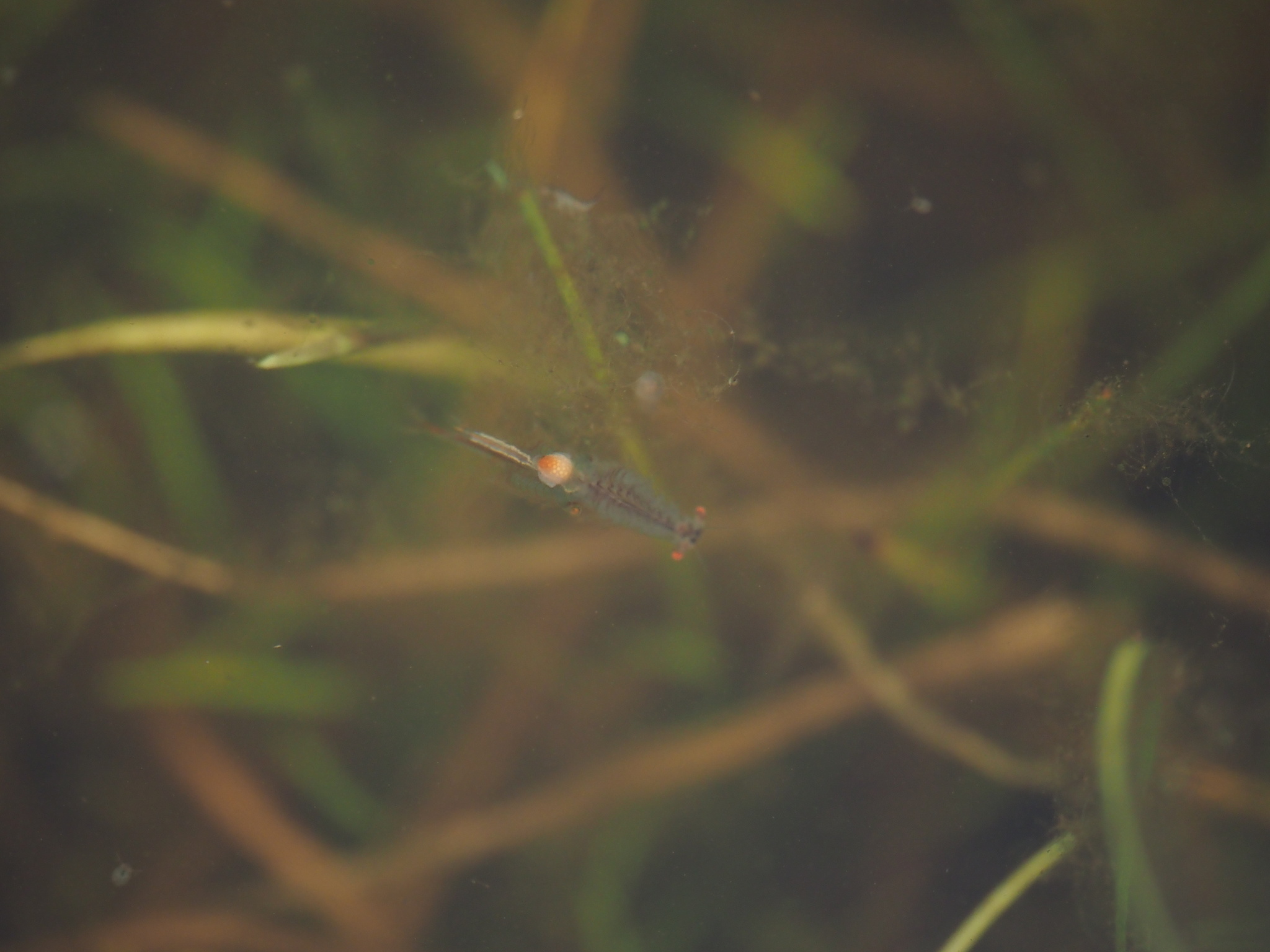 Linderiella santarosae Thiéry & Fugate, 1994