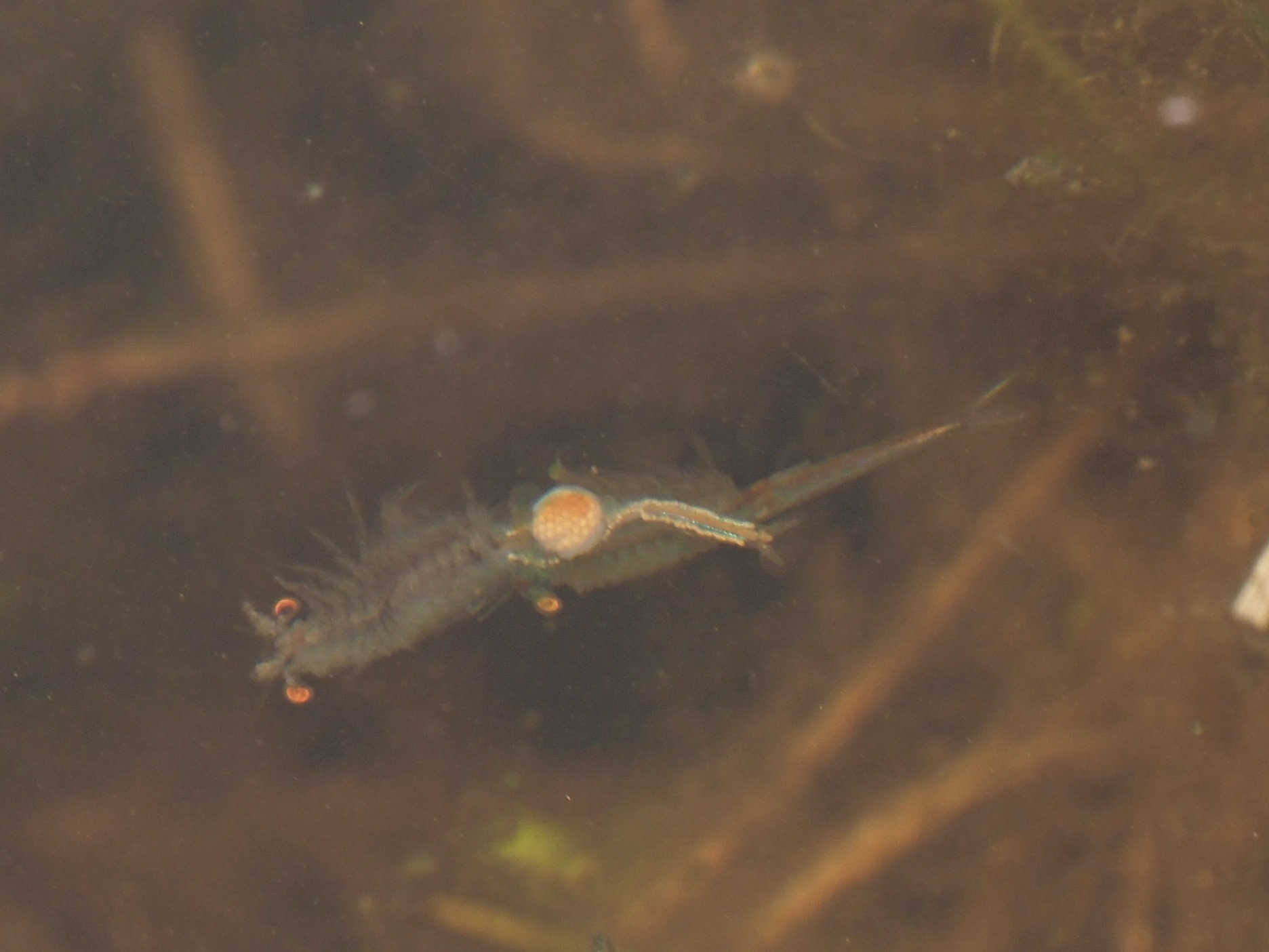 Linderiella santarosae Thiéry & Fugate, 1994