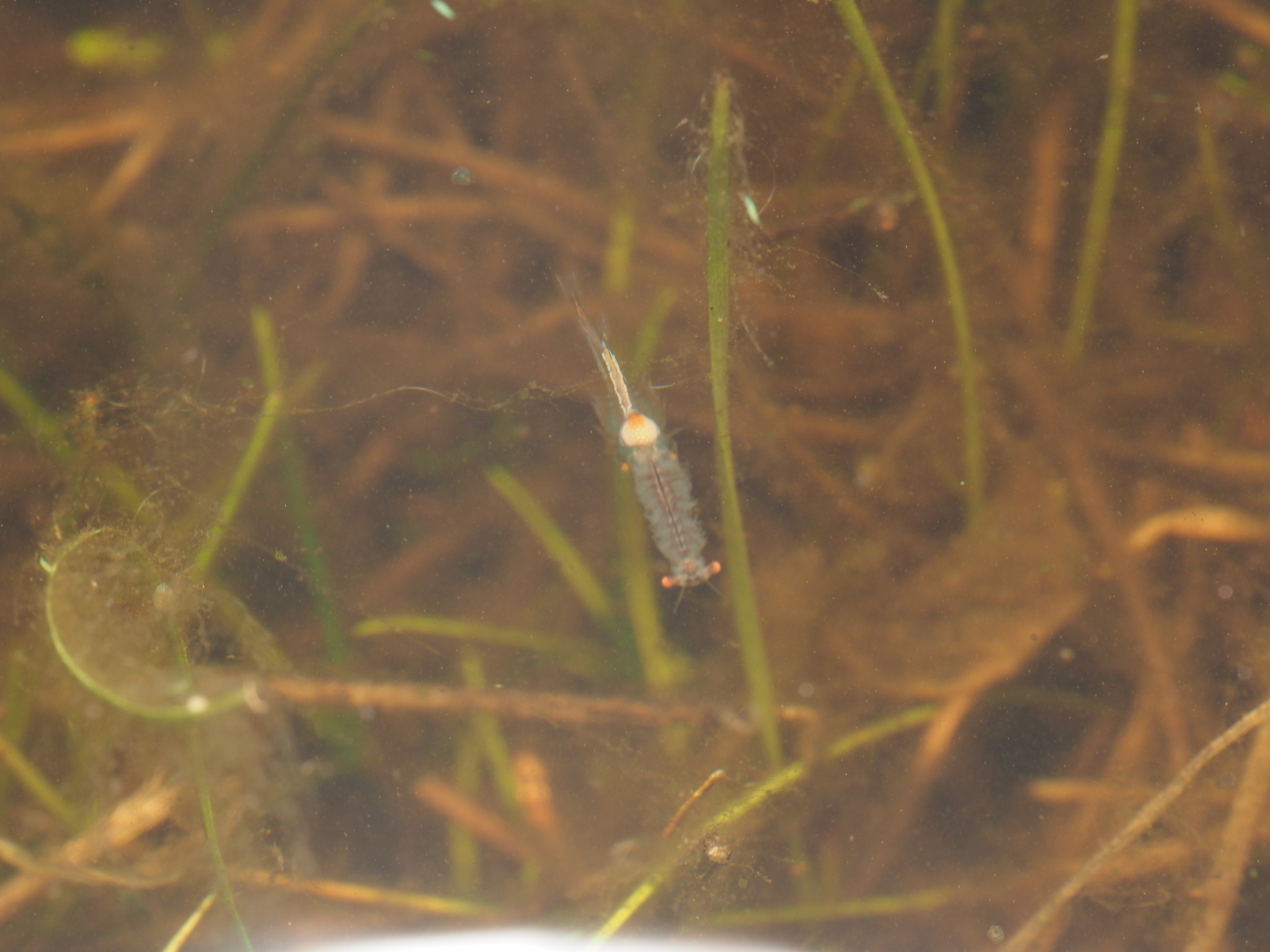 Linderiella santarosae Thiéry & Fugate, 1994