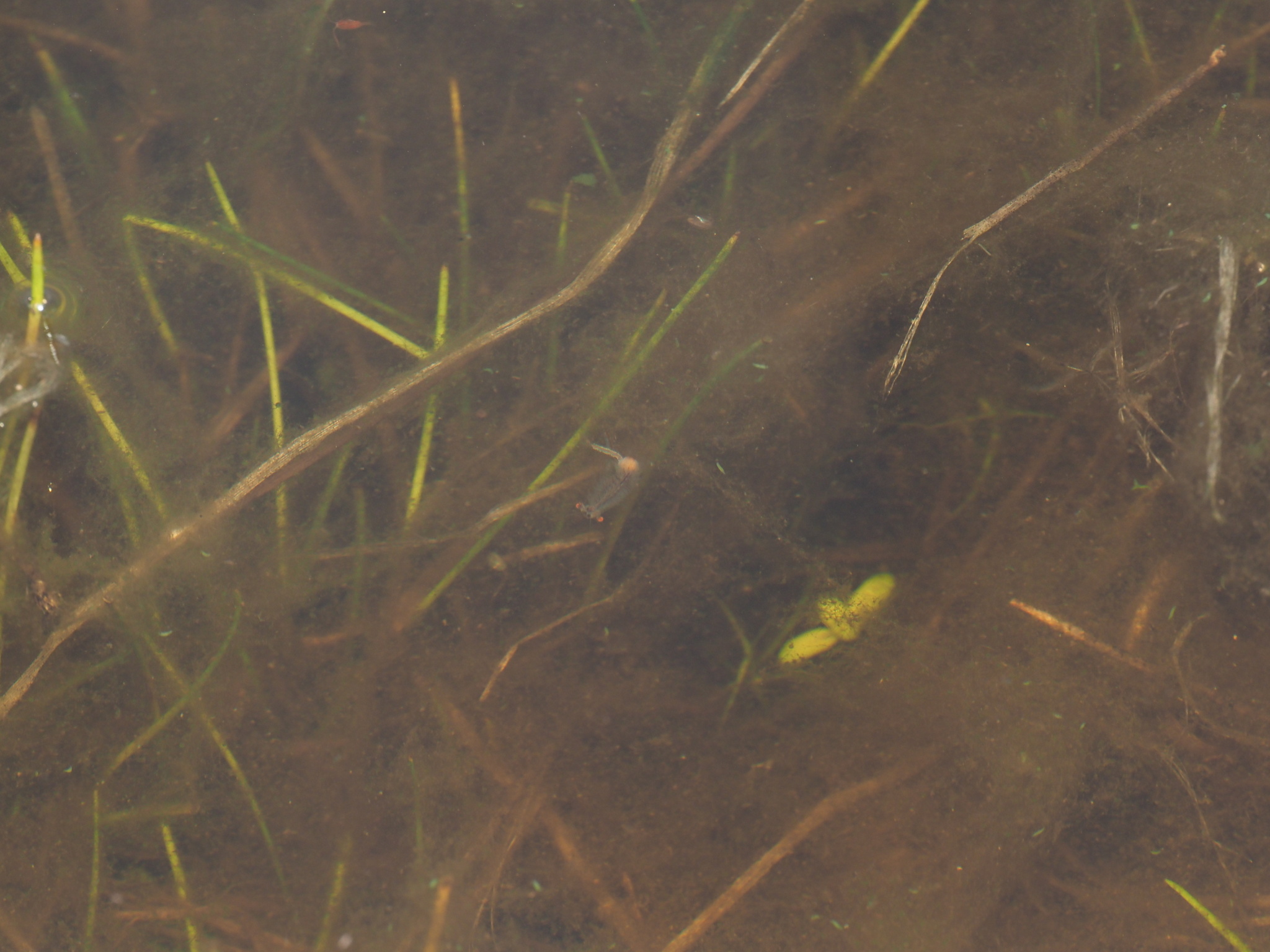 Linderiella santarosae Thiéry & Fugate, 1994