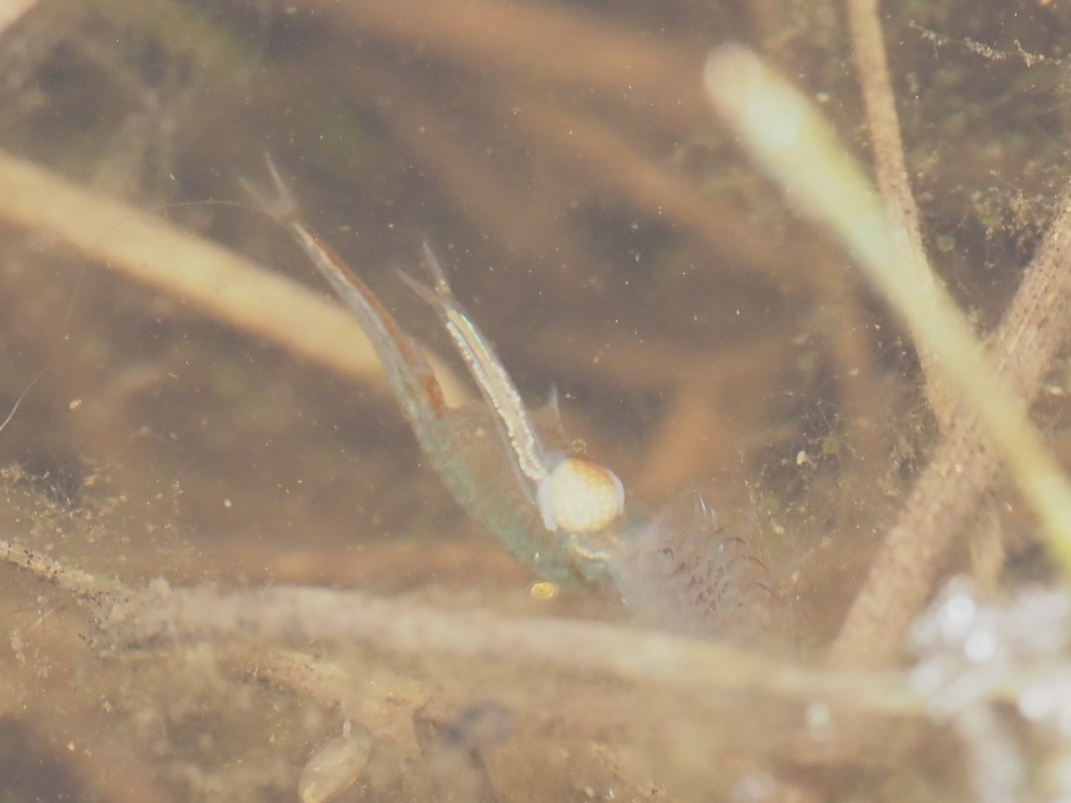 Linderiella santarosae Thiéry & Fugate, 1994