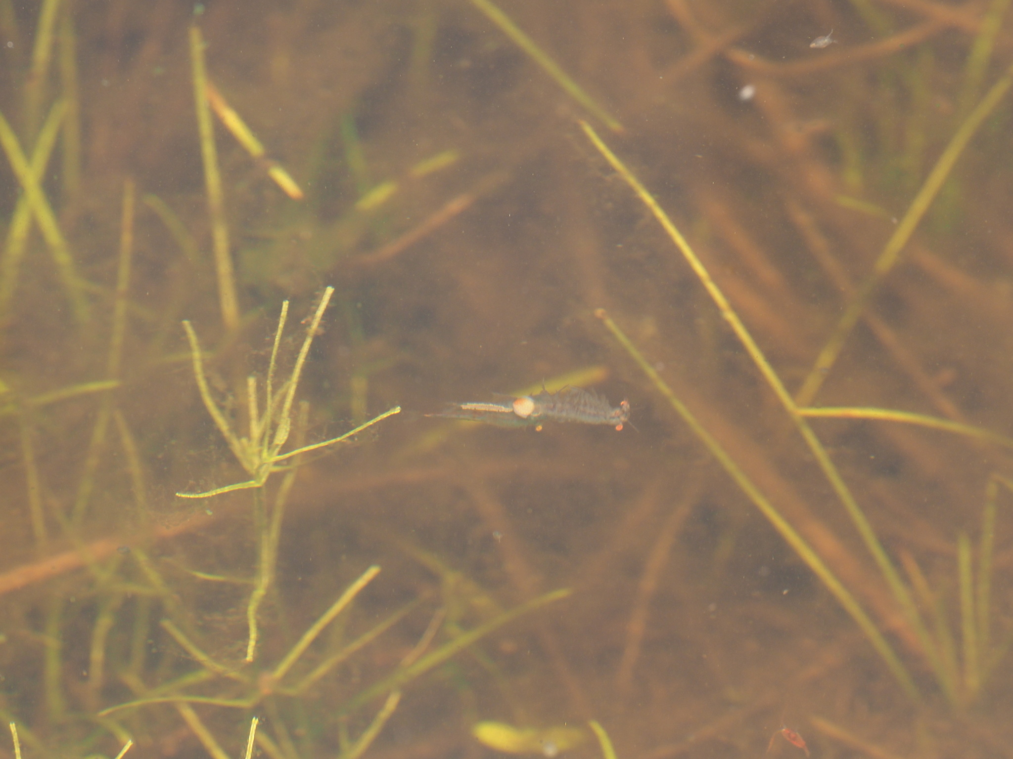 Linderiella santarosae Thiéry & Fugate, 1994