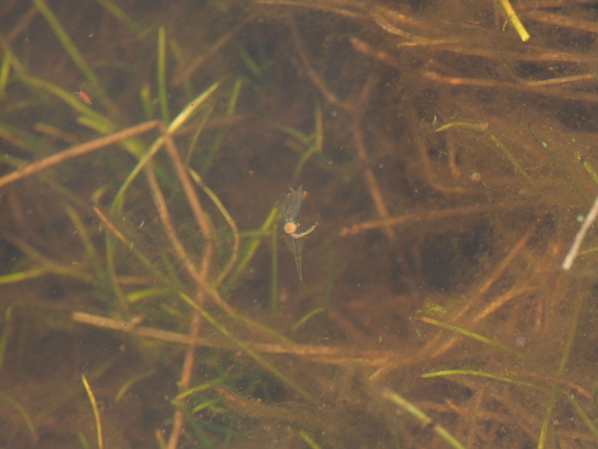 Linderiella santarosae Thiéry & Fugate, 1994