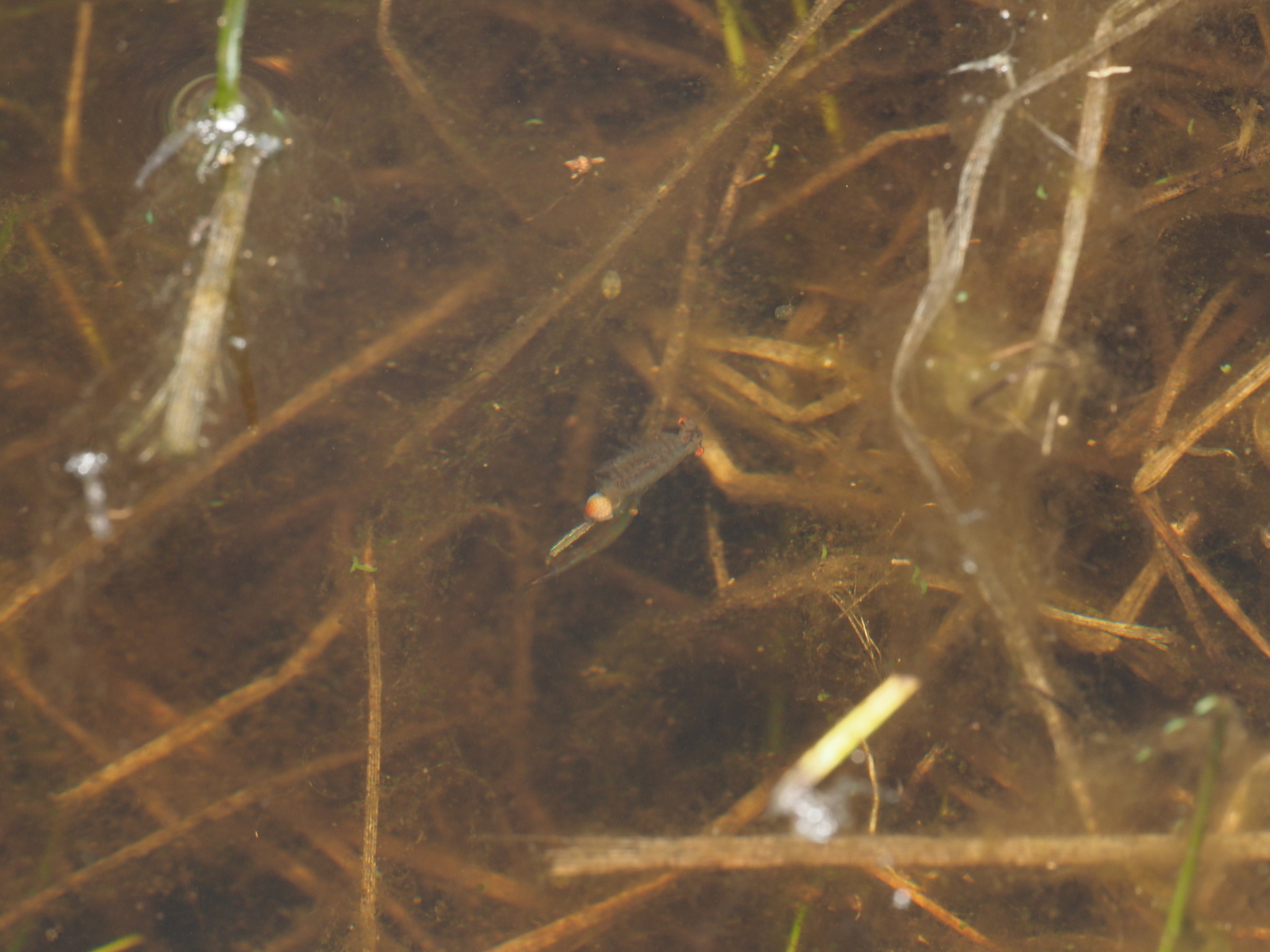 Linderiella santarosae Thiéry & Fugate, 1994