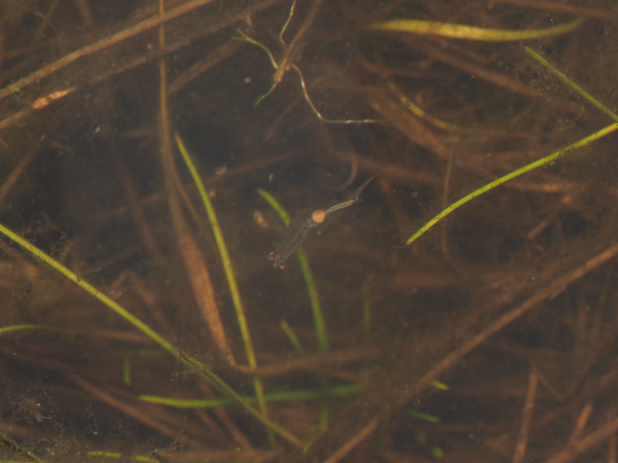 Linderiella santarosae Thiéry & Fugate, 1994