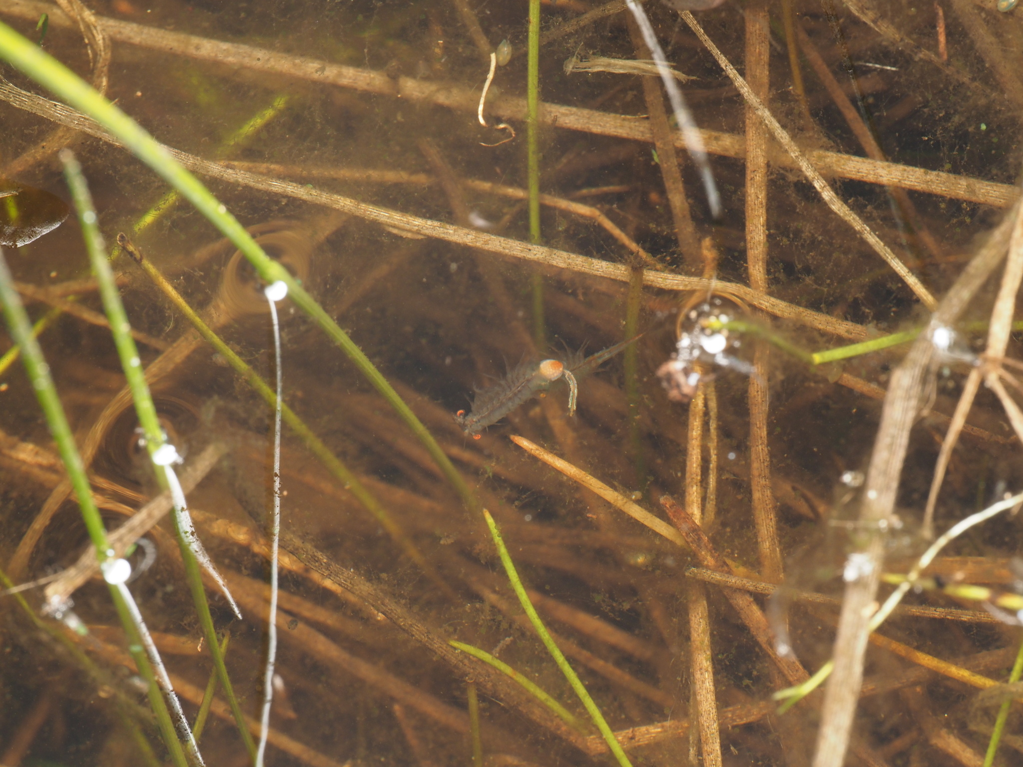Linderiella santarosae Thiéry & Fugate, 1994