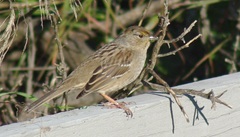 Zonotrichia atricapilla