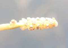 Potamogeton alpinus