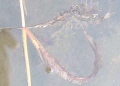 Potamogeton alpinus