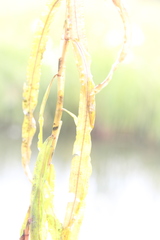 Potamogeton alpinus
