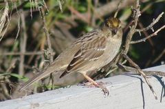 Zonotrichia atricapilla