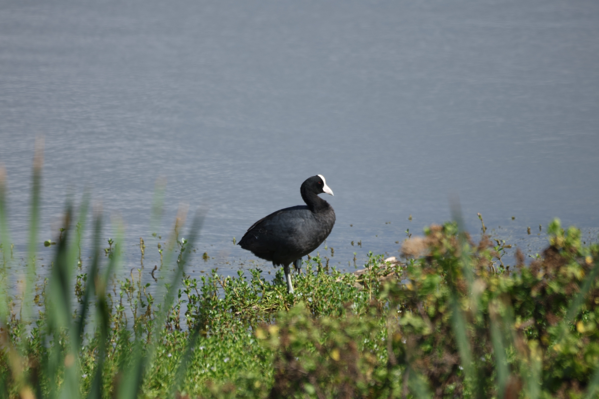 Hawaiian Coot (Fulica alai), photo 6